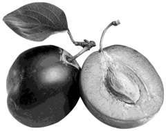 ciruela